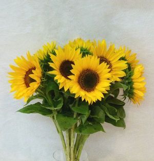 TOURNESOL 50 Fran?ais BIO PM